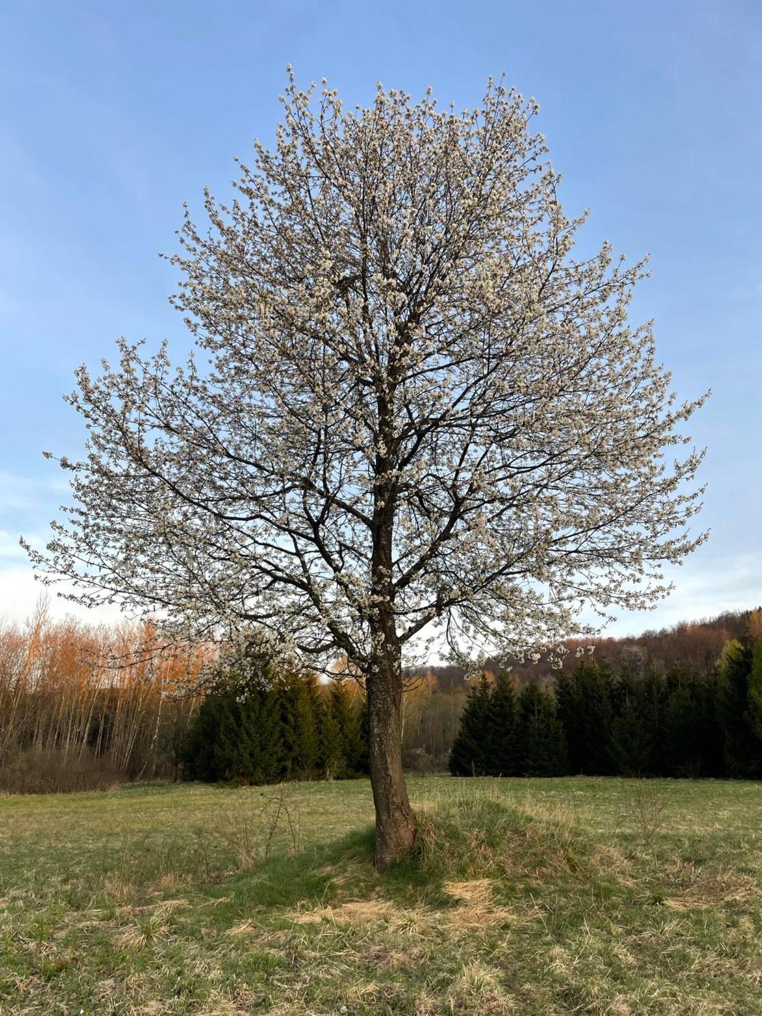 Latarnia Wagabundy Bieszczady Wola Michowa